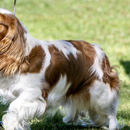 Cavalier King Charles Spaniels from Carels Cavaliers