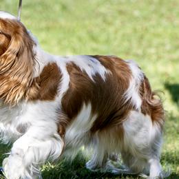 Cavalier King Charles Spaniels from Carels Cavaliers