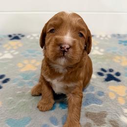 Brie - Red female Australian Labradoodle puppy in Orange, California from Little Kingdom Doodles