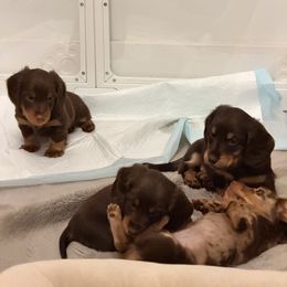 Dachshund Puppies from Andrea Swayne