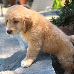 Golden Retrievers from Auregrande Fine English Style Golden Retrievers