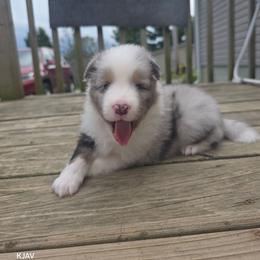 Boy 2 - White blue merle and tan male Shetland Sheepdog puppy in Greenfield, Ohio from KJAV Shetland Sheepdogs