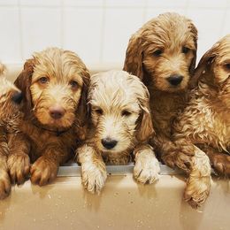 Goldendoodles from Dom’s Doodles