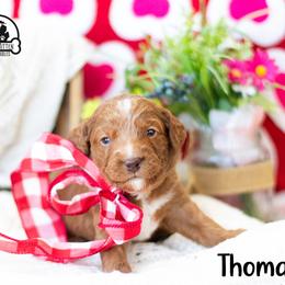 Thomas - Caramel red male Australian Labradoodle puppy in Tecumseh, Michigan from South Mitten Labradoodles