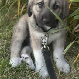 Anatolian Shepherd Dog Puppies from Mcginnis Guardian Dogs