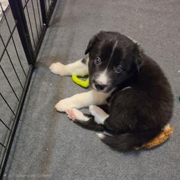 Mr Green Beans - Black and white male Border Collie puppy in San Tan Valley, Arizona from Sherry's Border Collies