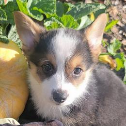 Camo bandana boy - Black and tan male Pembroke Welsh Corgi puppy in Cherokee, Oklahoma from MCS Farms-OK
