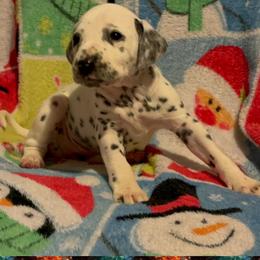 Tabitha - White and black female Dalmatian puppy in Las Vegas, Nevada from 101 Dew Dream Valley Dalmatians