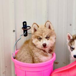 Cinnamon - Brown and white female Siberian Husky puppy in Addison, Michigan from Gray Run Siberian Huskies