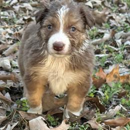 Brodie - Chocolate male Border Collie puppy in Paris, Texas from Broadmoor Farm