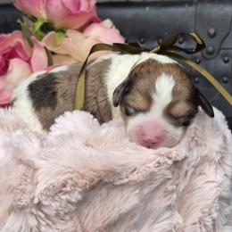 Ace - Phantom male Springerdoodle puppy in Fargo, North Dakota from Dakota SpringerDoodles