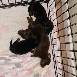 Dachshund Puppies from L & A Dachshunds