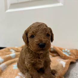 Thunder - Apricot male Poodle puppy in Cypress, Texas from Misocutepoodles