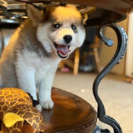 Melody - Tri-color female Pomsky puppy in Amarillo, Texas from Pom Pom Pomskies