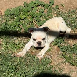 Cream boy - Black and white male Boston Terrier puppy in Madera Acres, California from Muggin Bostons Terriers and Mini Dachshund