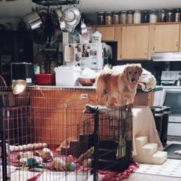 Golden Retriever Puppies from Big Bend Goldens