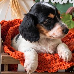 Hulk - Piebald male Dachshund puppy in Kissimmee, Florida from Barkvenger Dachshunds