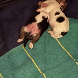 Yorkshire Terrier Puppies from Cassandra Lopez