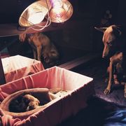 Thai Ridgebacks from Topking Thai Ridgeback Dogs