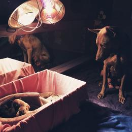 Thai Ridgebacks from Topking Thai Ridgeback Dogs