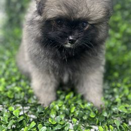 Bear - Wolf sable Pomeranian puppy in Brentwood, California from Royalpawpoms