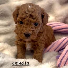 Ophelia - Red  female Poodle puppy in Traverse City, Michigan from Riyem Wildflower Farms