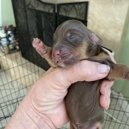 Cocoa - Chocolate and tan female Dachshund puppy in Lake Mary, Florida from Lakeside Doxies