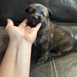 Silver collar - Sable male German Shepherd puppy in Denver, Colorado from Morales Kennels