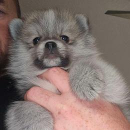 Pomsky Puppies from Amazing High Desert Pomskys