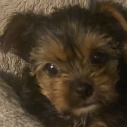 Yorkshire Terriers from Yorkie Heaven