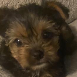 Yorkshire Terriers from Yorkie Heaven