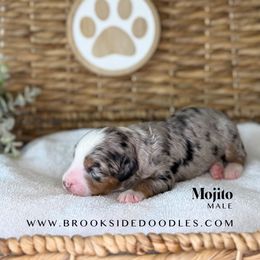 Mojito - Blue merle male Bernedoodle puppy in Murrieta, California from Brookside Bernedoodles