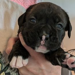 Roman - Brindle Boxer puppy in Wellington, Ohio from Brinkhaven Boxers