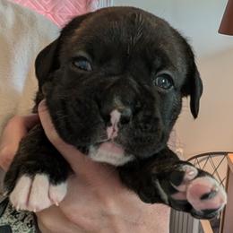Roman - Brindle Boxer puppy in Wellington, Ohio from Brinkhaven Boxers