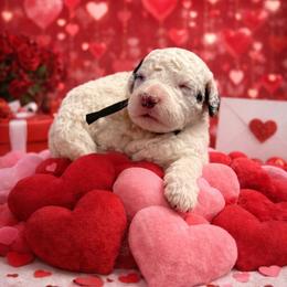 Black collar - Black and white male Sheepadoodle puppy in Inman, South Carolina from Mossy Doodles LLC
