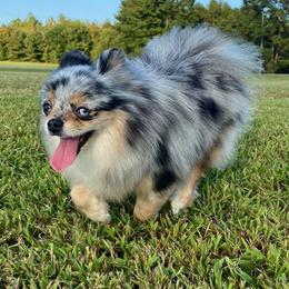 Phoebe - Pomeranian