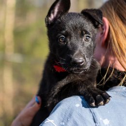Dutch Shepherd Puppies from Faberge Hollandse Herdershond