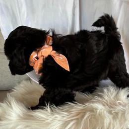 Rosie ESA lines lush Wavy coat Ready 9.11 - Black female Schnoodle puppy in Temple, Texas from Schnauzers Of Taylor