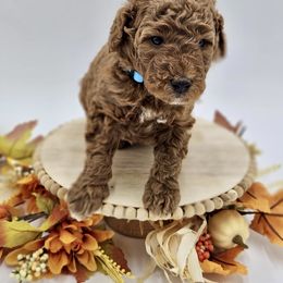 Blue boy - Goldendoodle puppy from Sweet Georgia Doodles