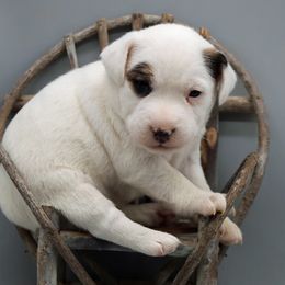 Winter - Tri-color female Jack Russell Terrier puppy in Menifee, California from Wendover Terriers