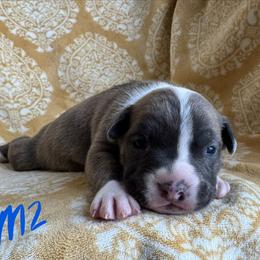Blue Brindle Male - Blue brindle male American Pit Bull Terrier puppy in Nine Mile Falls, Washington from Bartin Kennels