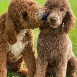 Goldendoodles from Southern Bred Doodles
