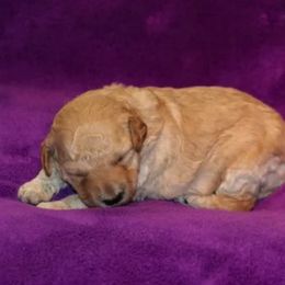 Goldendoodle Puppies from West Coast Doodles