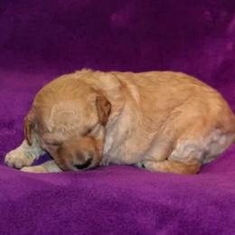 Goldendoodle Puppies from West Coast Doodles