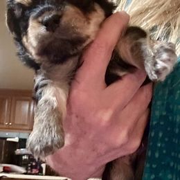 Havanese Puppies from Rose Hill Havanese