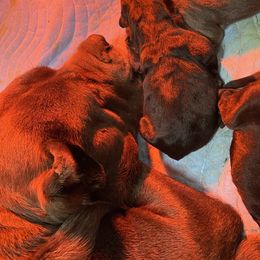Cane Corso Puppies from Top Gun Cane Corso