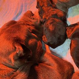 Cane Corso Puppies from Top Gun Cane Corso