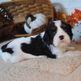 Baron - Tri-color male Cavalier King Charles Spaniel puppy in Mountain Grove, Missouri from Dogwood & Sassafras Companions