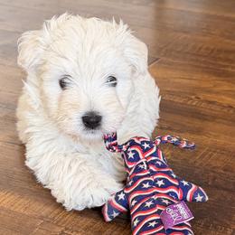 Boy - White male West Highland White Terrier puppy in Valencia, California from Michelle's Westies
