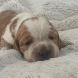 Gemma - Lemon and white female English Springer Spaniel puppy in Coeur D'alene, Idaho from Springer Hollow